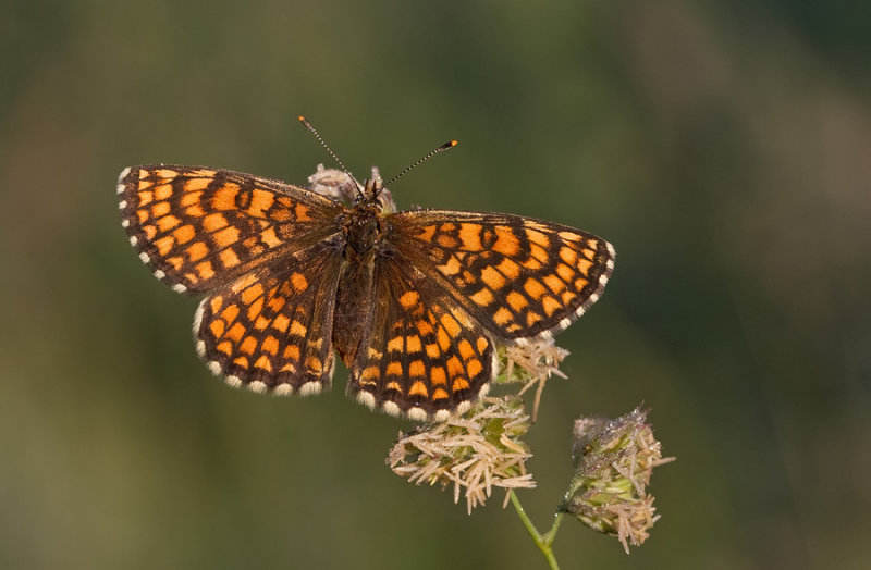 Heath Fritillary / Bosparelmoervlinder