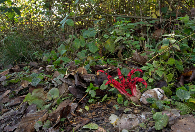 Octopus Helicopter Stinkhorn / Inktviszwam