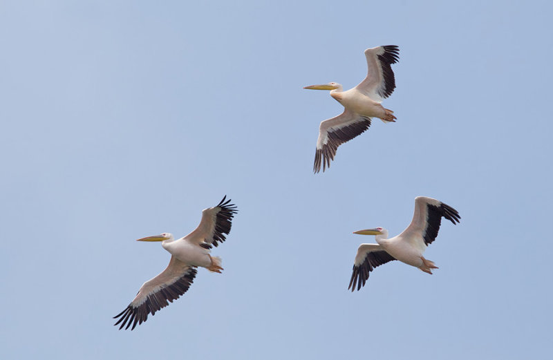 Great White Pelican / Roze pelikaan