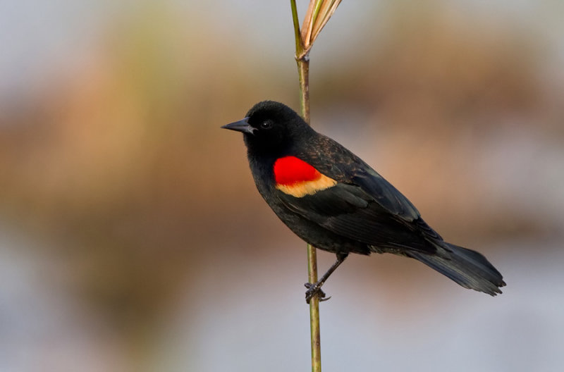 Red-winged Blackbird / Epauletspreeuw