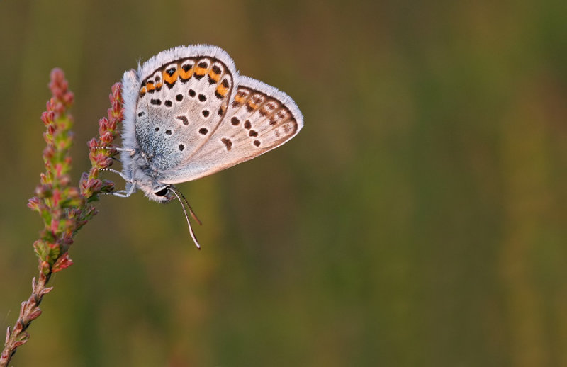 Silver-studded blue / Heideblauwtje