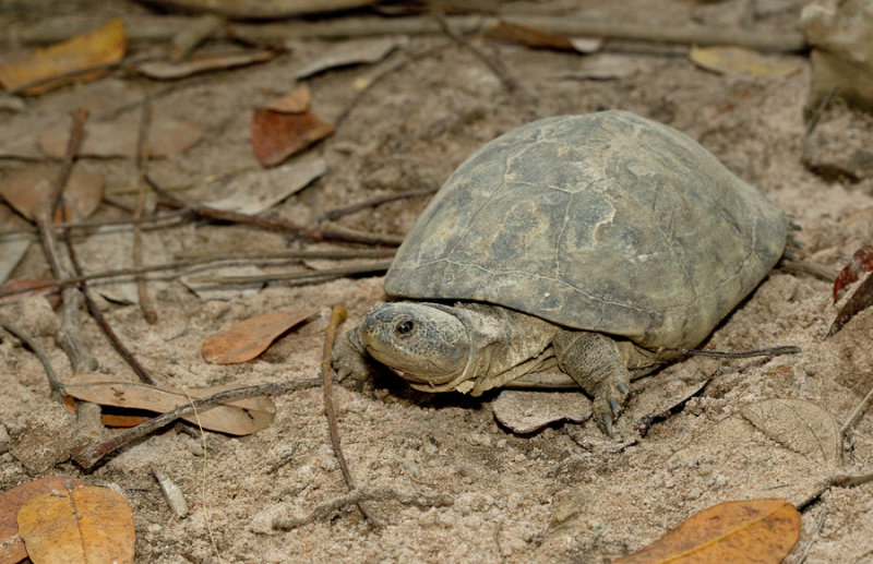 West African mud turtle / Bruine Klapborstschildpad