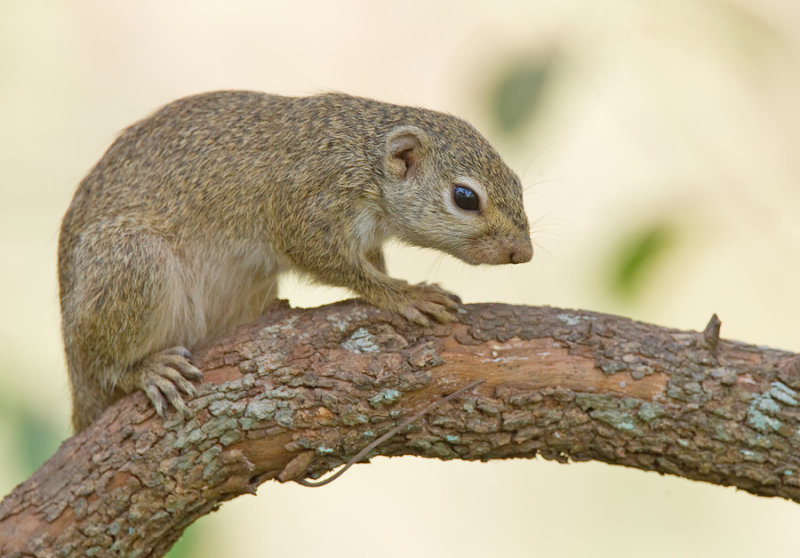 Gambian Sun Squirrel / Kleine zonne-eekhoorn 