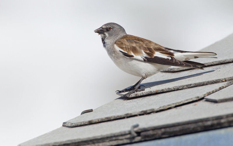 Snowfinch / Sneeuwvink 