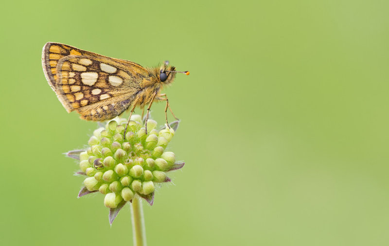 Chequered Skipper / Bont Dikkopje