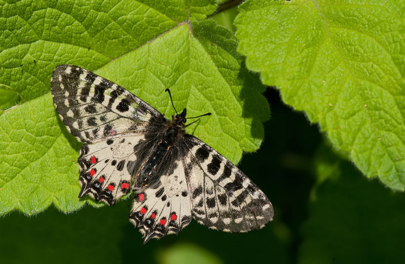 Eastern Festoon / Oostelijke pijpbloemvlinder 