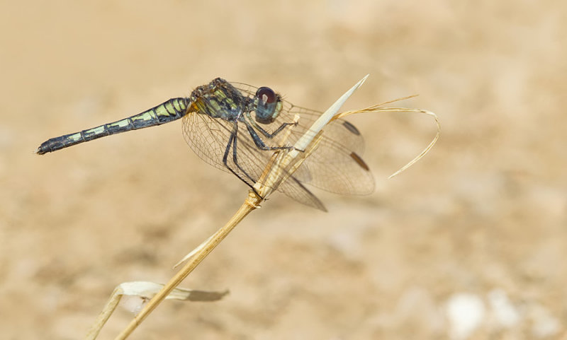 Black Percher / Moriaantje 