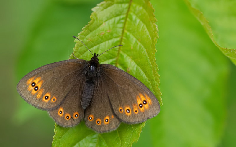 Woodland Ringlet / Voorjaarserebia