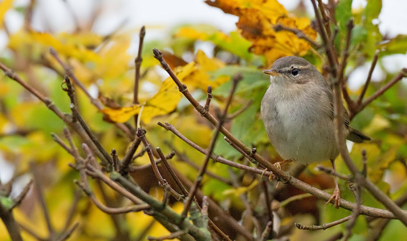 Dusky warbler / Bruine boszanger