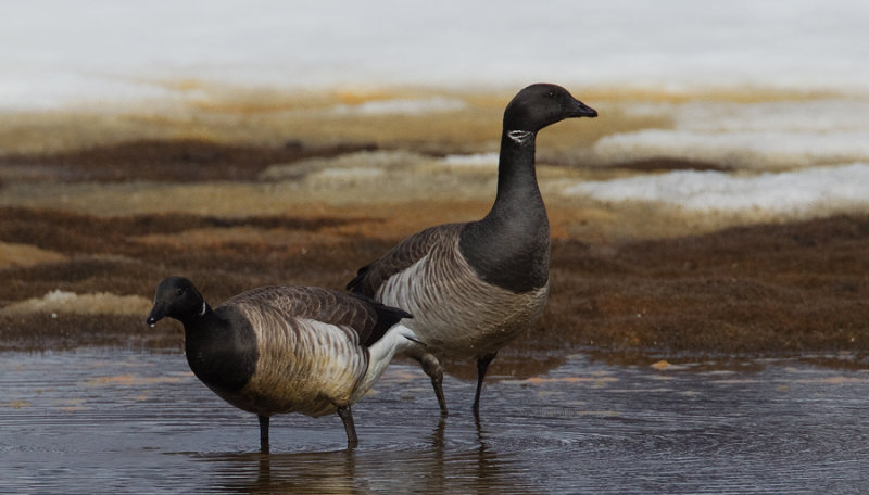 White bellied Brent Goose / Witbuikrotgans