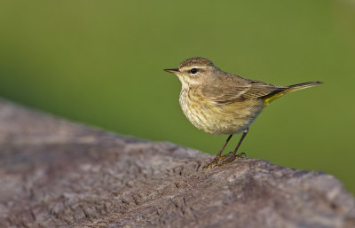 Palmwarbler / Palmzanger
