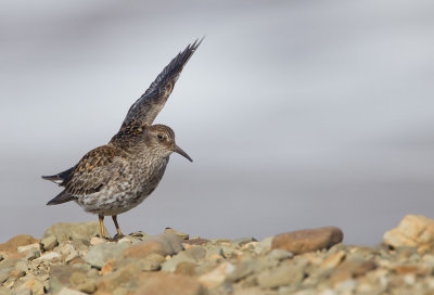 Purple Sandpiper / Paarse Strandloper