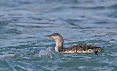 Red-throated Diver / Roodkeelduiker