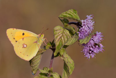 Clouded yellow / Oranje Luzernevlinder