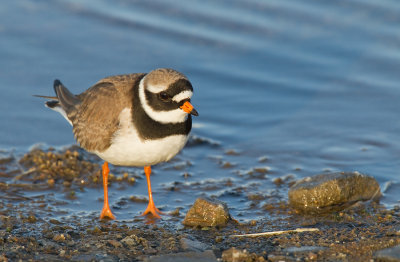 Ringed Plover / Bontbekplevier