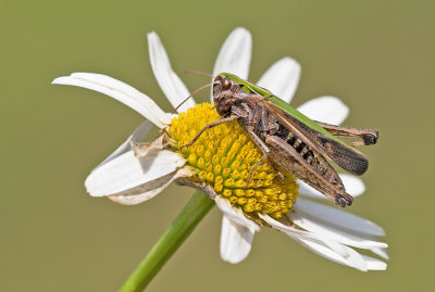 Woodland Grasshopper / Zwart wekkertje