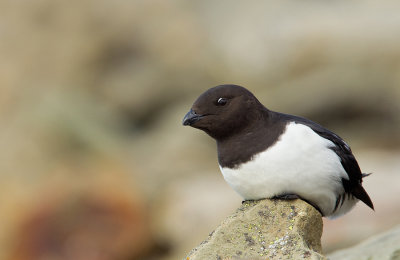 Little Auk / Kleine Alk 