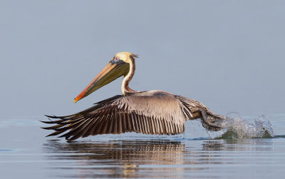 Brown pelican / Bruine pelikaan