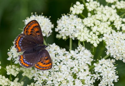 Violet copper / Blauwe vuurvlinder