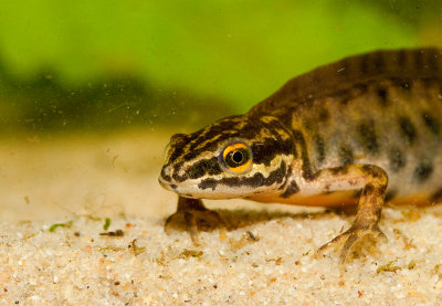 Common newt / Kleine Watersalamander