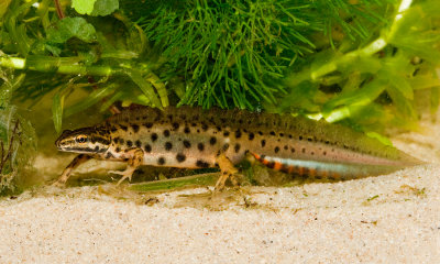 Common newt / Kleine Watersalamander