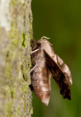 Eyed Hawkmoth / Pauwoogpijlstaart 