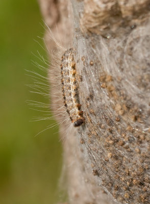 Oak processionary moth / Eikenprocessierups