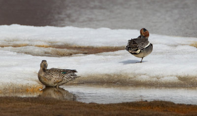 Common Teal / Wintertaling