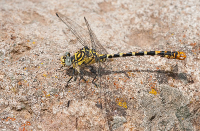 Eastern Small Pincertail / Oostelijke Kleine tanglibel (O.f..albotibialis)