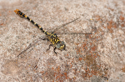 Eastern Small Pincertail / Oostelijke Kleine tanglibel (O.f..albotibialis)