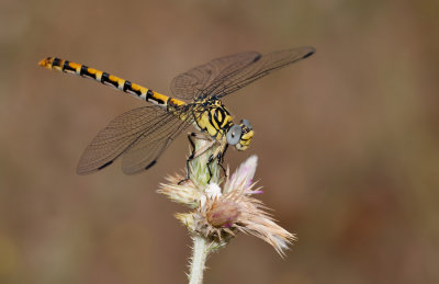 Eastern Small Pincertail / Oostelijke Kleine tanglibel (O.f..albotibialis)