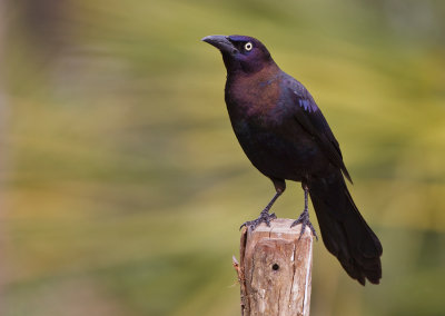 Common Grackle / Glanstroepiaal