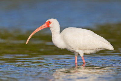 White Ibis / Witte Ibis