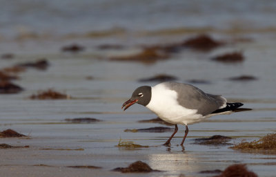 Laughing gull / Lachmeeuw