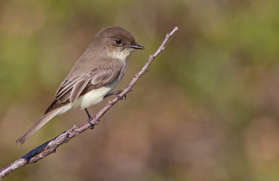 Eastern Phoebe / Phoebe