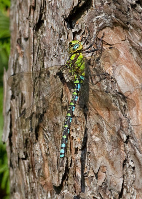 Blue hawker / Blauwe glazenmaker