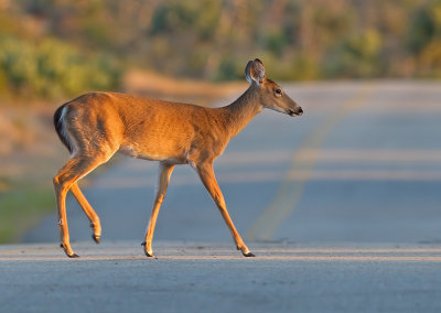 White-Tailed Deer / Witstaarthert