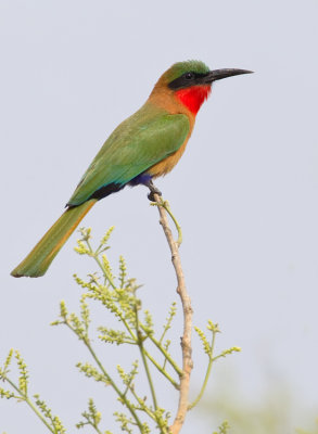 Red-throated bee-eater / Roodkeelbijeneter 