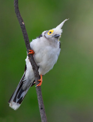 White-crested helmet shrike / Helmklauwier 