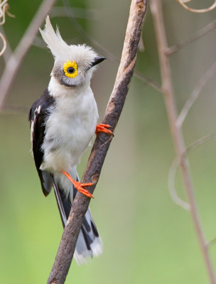 White-crested helmet shrike / Helmklauwier 