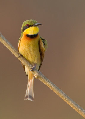 Little bee-eater / Dwergbijeneter