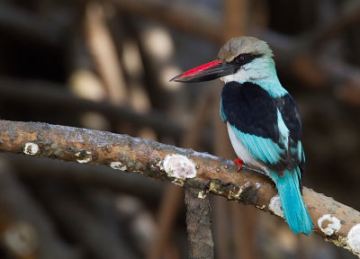 Blue- breasted Kingfisher / Teugelijsvogel 