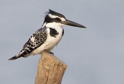 Pied Kingfisher / Bonte IJsvogel