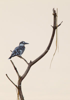 Pied Kingfisher / Bonte IJsvogel