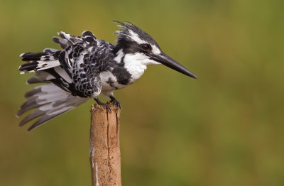 Pied Kingfisher / Bonte IJsvogel
