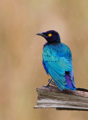 Purple glossy starling / Purperglansspreeuw