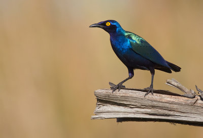 Purple glossy starling / Purperglansspreeuw