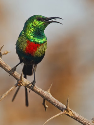 Beautiful sunbird / Feenhoningzuiger