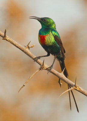Beautiful sunbird / Feenhoningzuiger