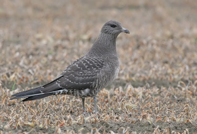 Long-Tailed Skua / Kleinste Jager